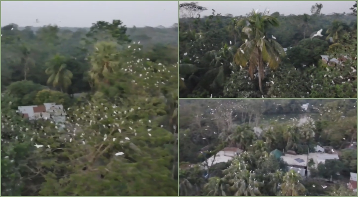 শত বছর ধরে এক বাড়িতে হাজারো পাখির বিচরণ